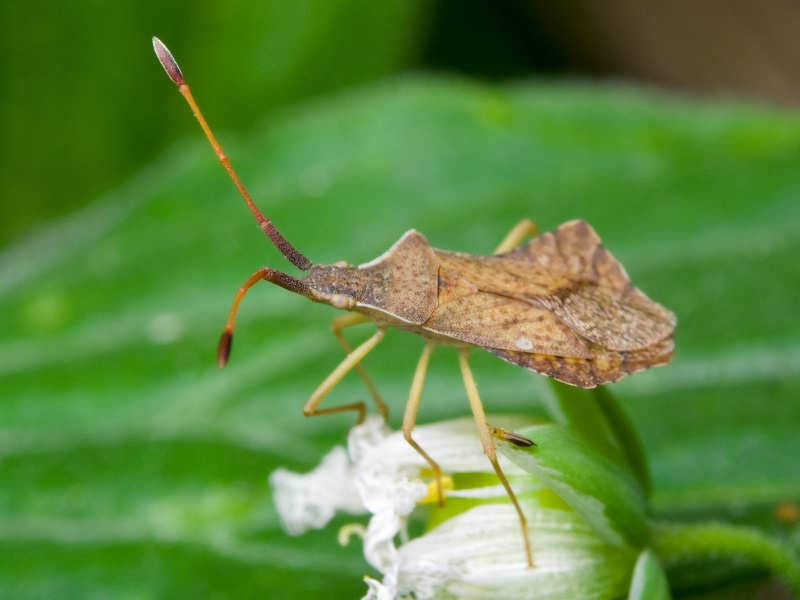 Syromastus rhombeus (Linnaeus, 1767)